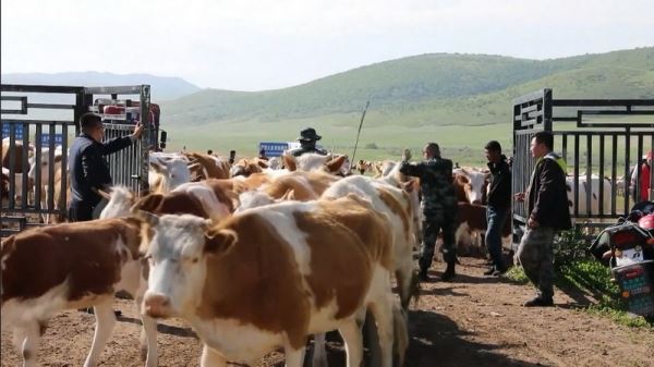 Наука на орбите, победа закона, крупнейший в мире контейнеровоз, фрукты из пустыни — смотрите «Китайскую панораму»-189